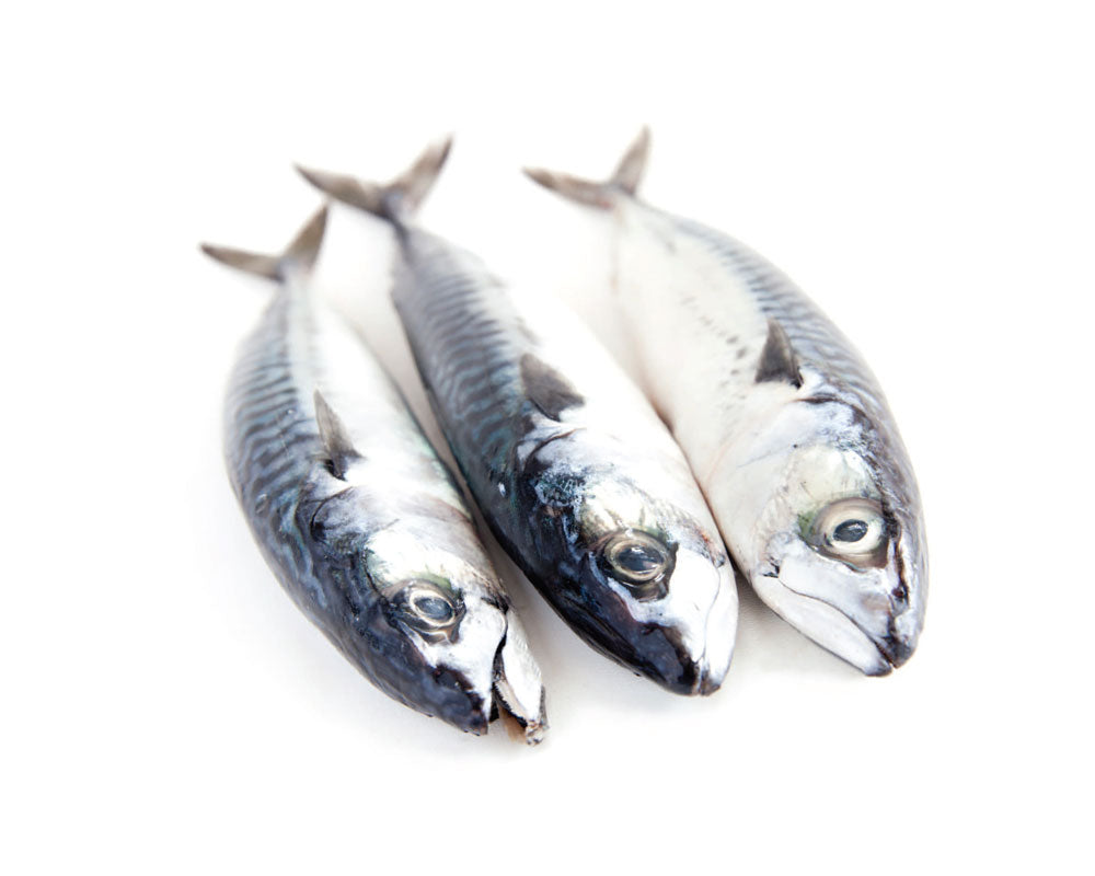 The K9 Shop Frozen Mackerel 2pk