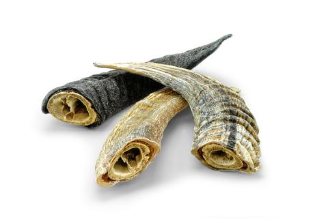 Icelandic Lamb Horn Small