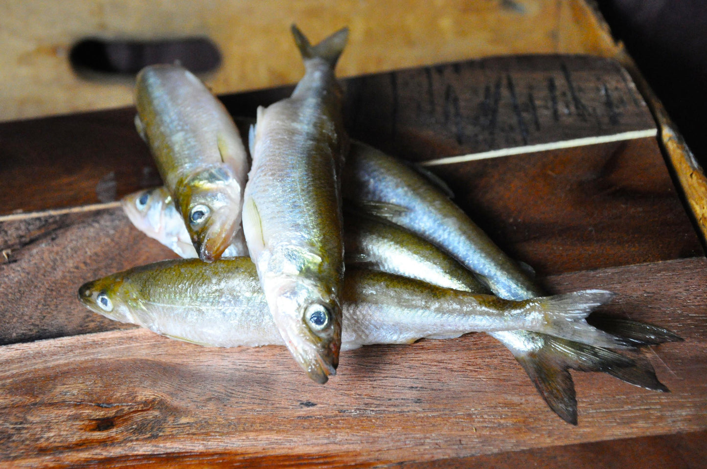 The K9 Shop Smelt 1lb