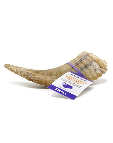 Icelandic Lamb Horn Small