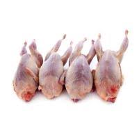 Quail Shop The K9 Shop Quail 4 - Pack