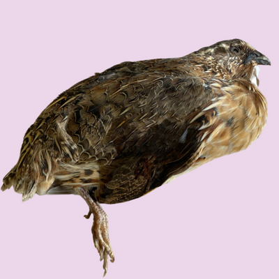 Whole Quail Dehydrated